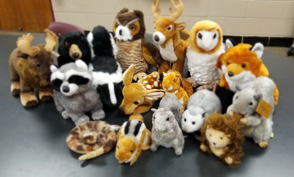 Library's Stuffed Animals